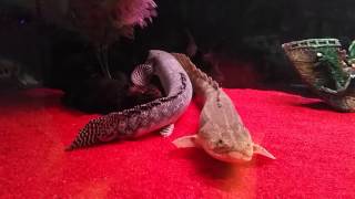 Bichir breeding video [upl. by Attelra]