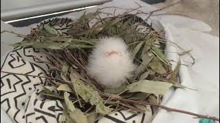 Feeding a rescued tawny frogmouth chick 🐣✨ Shorts [upl. by Dunstan]