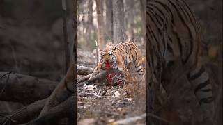 Tiger killed warthog wildlife wildtiger tiger tigerconservation tigress animals fightingtiger [upl. by Ahseina478]