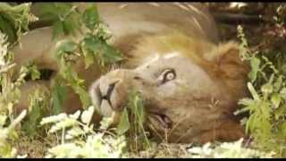 Selous Game Reserve southern Tanzania [upl. by Krebs]