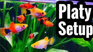 Platy Fish Tank Setup and Requirements [upl. by Aitak]