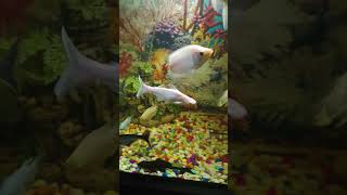 Gourami fish tank update fishbowl fishtank subscribe aquarium gouramifish [upl. by Gavrilla]