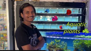 Aquarium shop explore 🐠Betta fish collectionAquarium plants ☘️ at Prayagraj fish shop [upl. by Adnuahsal]