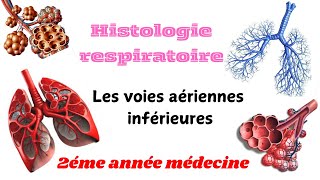 HISTOLOGIE RESPIRATOIRE  Les voies aériennes inférieures 2éme année médecine [upl. by Ano]