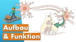 Nervenzellen Neurotransmitter amp Nervensystem einfach erklärt Biopsychologie [upl. by Taryn]