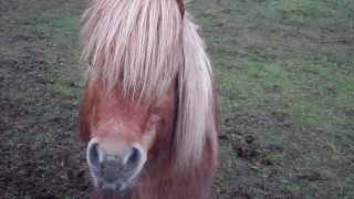 Shetland Pony Highland Perthshire Scotland [upl. by Anikes]