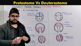 Protostomes and Deuterostomes Developments In Animals [upl. by Ojyram]