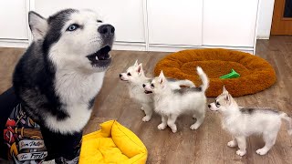 Talking Husky Teaches Tiny Puppies to Sing [upl. by Aillimat]