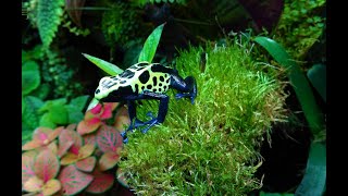 Dartfrog Vivarium  Display Tank Dendrobates Tinctorius Green Sipaliwini [upl. by Raffaello]