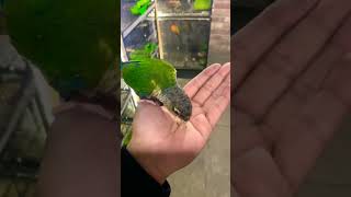 Yellow Sided Conour tame 💚 birds lovebirds lovebirdslovers parrot youtubeshorts viralshort [upl. by Virgilio]