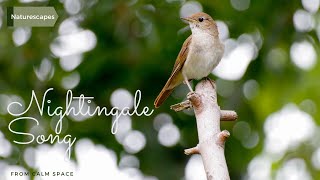 Nightingale song  relaxing bird sounds [upl. by Chrysler771]