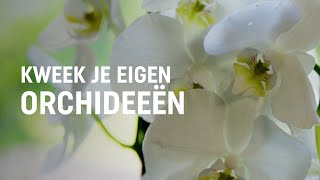 Orchideeën kweken  DIY video  Pokon Groen doet je goed [upl. by Pulchi249]