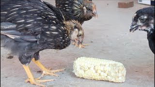 Pullets Eating Corn [upl. by Mandych525]