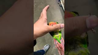 Yellow sided Conour tame Parrot birds lovebirds youtubeshorts trendingshorts new cute pets [upl. by Marten]