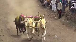 बैल घाटात गाडा घाटात पळणार कधी । नविन शर्यत गाणे । bullock car race । गावगाडा [upl. by Brosy]