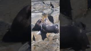 Ain’t no cliff face high enough to keep this longnosed fur seal from getting to its favourite rock [upl. by Ploch]