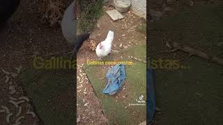 Gallinas consumistas  que no comunistas [upl. by Sladen579]