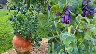 Cerinthe look glorious in a patio pot 23 April 2024 [upl. by Eesac]