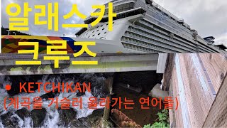 크루즈Ep6 KetchikanAlaska 거친 계곡물을 거슬러 올라가는 연어들을 보았습니다 [upl. by Lower]