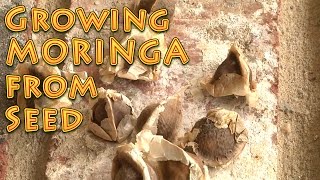 Growing Moringa From Seed A How To Video [upl. by Cort]