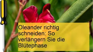 Oleander richtig schneiden [upl. by Doownelg]