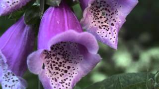 Roter Fingerhut Digitalis purpurea [upl. by Diane255]