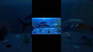 Tiger fish blacknur smnuruzzaman nurblog viralvideo fish [upl. by Ytsanyd]