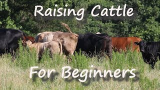 Raising Cattle for Beginners [upl. by Flo985]