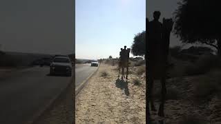 Camel fast running on road shorts [upl. by Delora404]