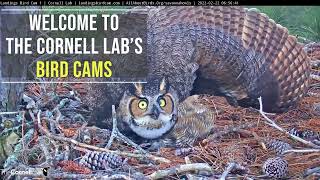 Welcome to the Cornell Labs Bird Cams [upl. by Pearce]