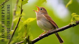 Bird Chirping Sounds  AntiStress Therapeutic Nature Sounds Birdsong Relaxation Bird Singing [upl. by Aihtenyc]