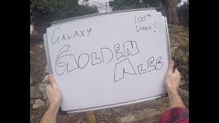 Brew Day  TWO Galaxy Golden Ales 100th video brew day spectacular [upl. by Yeta]