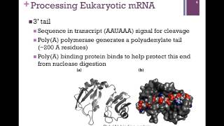 181Processing mRNA [upl. by Stefa]