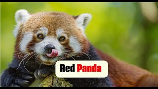 Red Panda [upl. by Ayram17]