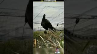 Danger voice for animal 👺viralvideo trending birds amazingfacts animals [upl. by Pride]