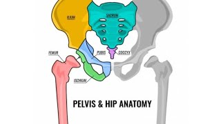 Pelvis and anatomy [upl. by Lebazi]