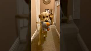 the start of his obsession with teddy 🥲 goldenretriever puppy funny pets dog dogbreed [upl. by Iphagenia]