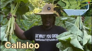 How to harvest callaloo coco yam leaves from the food forest August 17 2024 [upl. by Acinelav]