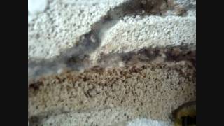 Day 268  Tetramorium colony in a Pumice Stone Ant Nest HD [upl. by Lupe978]