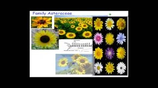 Plant Families Asteraceae [upl. by Notsnorb]