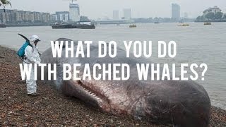 What Do You Do With Beached Whales [upl. by Alana]