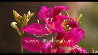 Bauhinia blakeana is a southeast Asian Kachnar species flowering profusely in Delhi these days [upl. by Hauger]