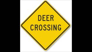 Funny Radio Caller  Deer Crossing [upl. by Annahvas591]