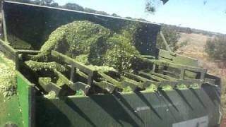 Hedgerow LeucaenaBiorenewable Crop Harvestingavi [upl. by Ymrots]