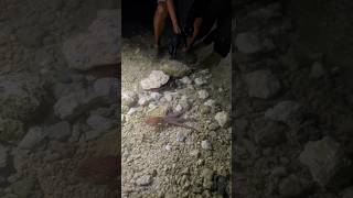 Amazing giant octopus and crab fishing fish crabing [upl. by Bambi]