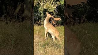 damhert fallow deer rams branch of tree amsterdam water supply dunes deer forest netherlands [upl. by Becka]