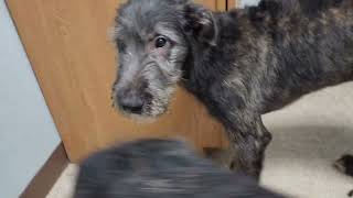 Irish Wolfhounds Faolan and Ciaran at the vet [upl. by Annoid]