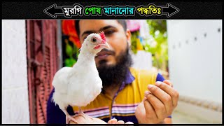 মুরগি পোষ মানানোর পদ্ধতি 🔥 How To Tame A chicken In Bangla 💗 মুরগি পালন পদ্ধতি ⚡ Jactok পাখি ভাইয়া [upl. by Kimmy]