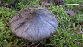 spot à tricholome prétentieux tricholoma portentosum le charbonnier [upl. by Oiramed727]