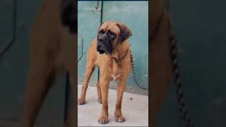 Bull mastiff the dangerous dog in the world 🌎shortsvideodog [upl. by Akanke990]